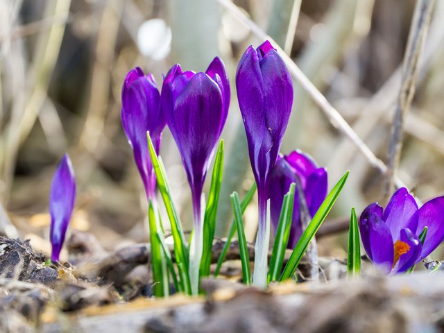 Обои цветы, весна, крокусы, flowers, spring, crocuses разрешение 1920x1200 Загрузить