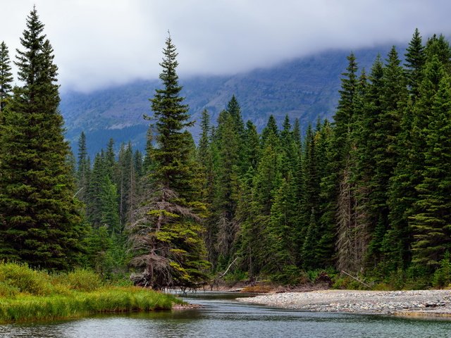 Обои деревья, река, горы, природа, лес, ели, хвойный лес, trees, river, mountains, nature, forest, ate, coniferous forest разрешение 7680x4320 Загрузить