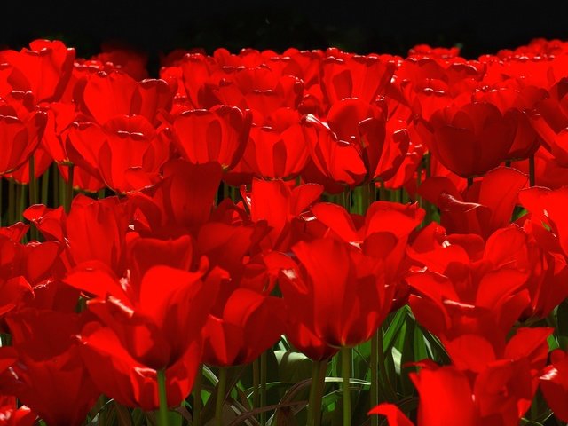 Обои цветы, лепестки, сад, весна, тюльпаны, клумба, flowers, petals, garden, spring, tulips, flowerbed разрешение 1920x1200 Загрузить