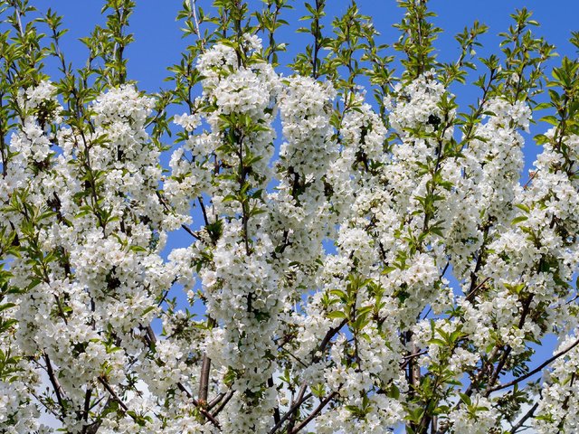 Обои небо, дерево, цветение, ветки, весна, белые цветы, the sky, tree, flowering, branches, spring, white flowers разрешение 3840x2160 Загрузить