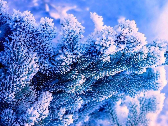 Обои снег, природа, елка, зима, иней, синий фон, голубая ель, snow, nature, tree, winter, frost, blue background, blue spruce разрешение 1920x1080 Загрузить