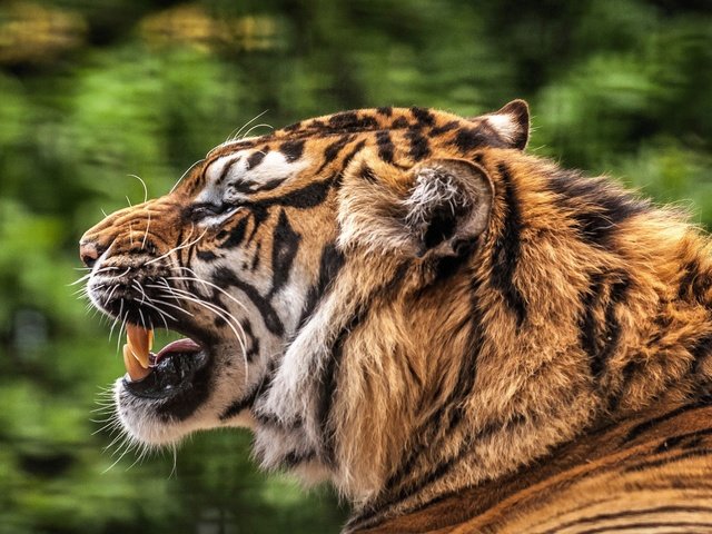 Обои тигр, мордочка, хищник, профиль, зубы, пасть, tiger, muzzle, predator, profile, teeth, mouth разрешение 2048x1272 Загрузить