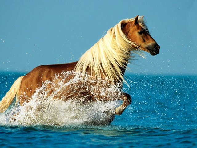 Обои лошадь, море, брызги, конь, грива, бег, horse, sea, squirt, mane, running разрешение 1920x1080 Загрузить