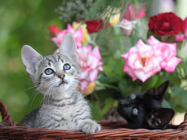 Обои цветы, мордочка, розы, взгляд, корзина, кошки, котята, flowers, muzzle, roses, look, basket, cats, kittens разрешение 1920x1200 Загрузить