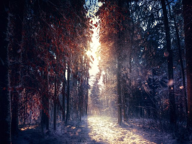 Обои деревья, снег, природа, лес, зима, утро, туман, солнечные лучи, trees, snow, nature, forest, winter, morning, fog, the sun's rays разрешение 5616x3381 Загрузить