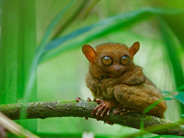 Обои глаза, ветка, мордочка, взгляд, долгопят, eyes, branch, muzzle, look, tarsier разрешение 1920x1080 Загрузить