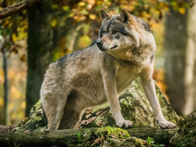 Обои морда, лес, взгляд, хищник, волк, face, forest, look, predator, wolf разрешение 2048x1152 Загрузить