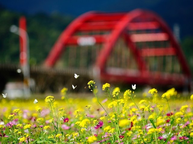 Обои цветы, природа, лето, насекомые, бабочки, боке, желтые цветы, flowers, nature, summer, insects, butterfly, bokeh, yellow flowers разрешение 1920x1200 Загрузить