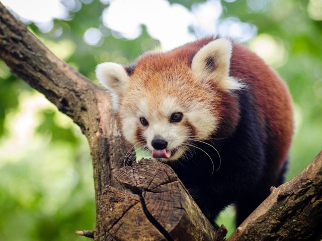 Обои дерево, мордочка, взгляд, панда, язык, красная панда, малая панда, tree, muzzle, look, panda, language, red panda разрешение 4928x3264 Загрузить