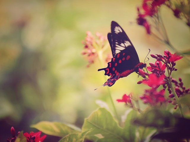 Обои цветы, насекомое, бабочка, крылья, flowers, insect, butterfly, wings разрешение 2560x1440 Загрузить