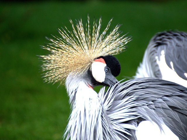 Обои птицы, птица, перья, журавль, венценосный журавль, birds, bird, feathers, crane, crowned crane разрешение 3465x2308 Загрузить