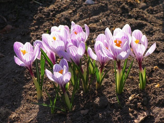 Обои цветы, цветение, листья, лепестки, весна, крокусы, flowers, flowering, leaves, petals, spring, crocuses разрешение 2000x1500 Загрузить