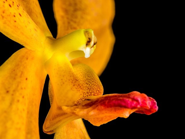 Обои цветение, желтый, цветок, черный фон, орхидея, flowering, yellow, flower, black background, orchid разрешение 6000x4000 Загрузить