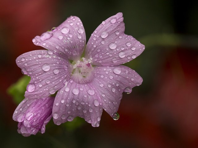 Обои макро, цветок, капли, размытость, розовый цветок, мальва, macro, flower, drops, blur, pink flower, mallow разрешение 4803x3840 Загрузить