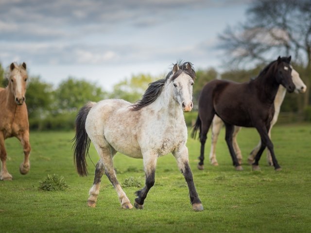 Обои небо, кони, трава, лужайка, облака, деревья, природа, лето, луг, лошади, the sky, horses, grass, lawn, clouds, trees, nature, summer, meadow, horse разрешение 4704x2646 Загрузить