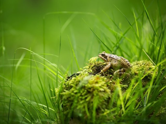 Обои трава, природа, лето, лягушка, мох, grass, nature, summer, frog, moss разрешение 2048x1365 Загрузить