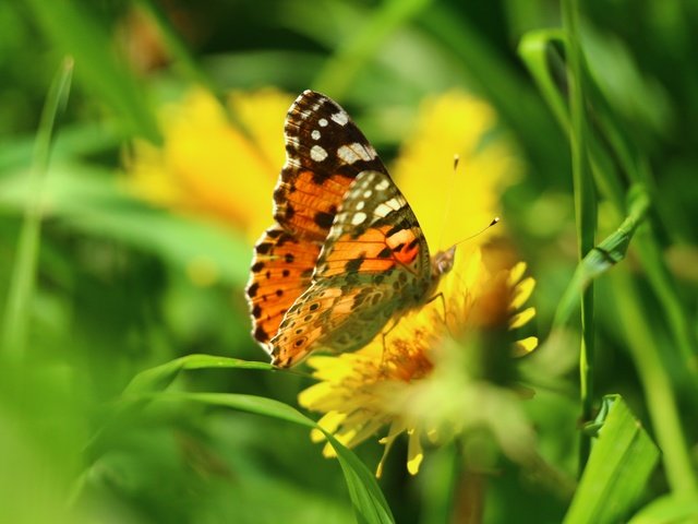 Обои цветы, трава, зелень, насекомое, бабочка, одуванчик, flowers, grass, greens, insect, butterfly, dandelion разрешение 1920x1280 Загрузить