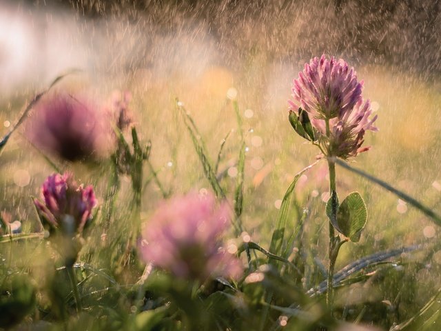 Обои цветы, трава, клевер, лето, размытость, дождь, flowers, grass, clover, summer, blur, rain разрешение 1920x1200 Загрузить