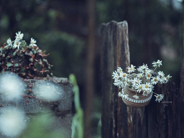 Обои цветы, забор, ромашки, белые, горшок, jane, flowers, the fence, chamomile, white, pot разрешение 2560x1600 Загрузить