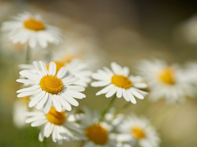 Обои цветы, макро, лепестки, размытость, ромашки, боке, flowers, macro, petals, blur, chamomile, bokeh разрешение 7631x5090 Загрузить