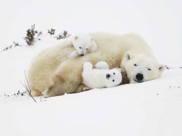 Обои снег, медведи, белые медведи, медведица, медвежата, полярные медведи, snow, bears, polar bears, bear разрешение 2560x1681 Загрузить