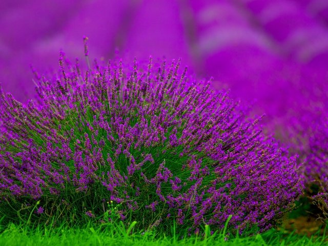 Обои цветы, поле, лаванда, размытость, куст, боке, flowers, field, lavender, blur, bush, bokeh разрешение 2048x1288 Загрузить