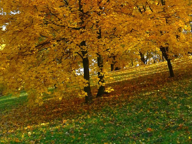 Обои деревья, природа, парк, листва, осень, желтые листья, trees, nature, park, foliage, autumn, yellow leaves разрешение 1920x1200 Загрузить