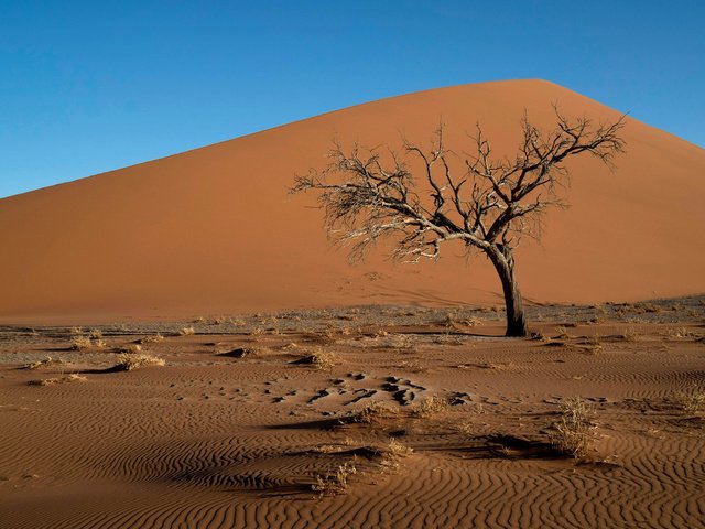 Обои дерево, пейзаж, песок, пустыня, коряга, дюны, tree, landscape, sand, desert, snag, dunes разрешение 1920x1200 Загрузить