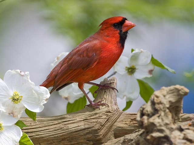 Обои цветы, птица, клюв, весна, перья, кардинал, жасмин, flowers, bird, beak, spring, feathers, cardinal, jasmine разрешение 1920x1080 Загрузить