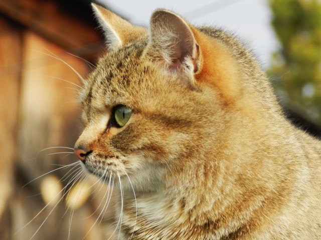 Обои кот, мордочка, усы, кошка, взгляд, профиль, cat, muzzle, mustache, look, profile разрешение 2560x1600 Загрузить