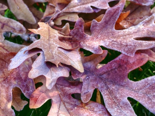 Обои природа, листья, иней, осень, дуб, осенние листья, дубовый лист, nature, leaves, frost, autumn, oak, autumn leaves разрешение 1920x1274 Загрузить