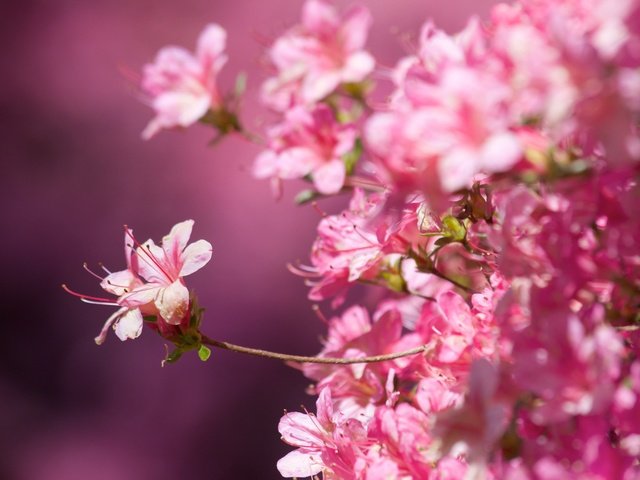 Обои цветение, макро, фон, весна, сакура, розовые цветы, крупный план, flowering, macro, background, spring, sakura, pink flowers, close-up разрешение 5472x3648 Загрузить