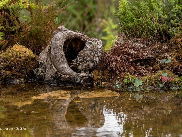 Обои вода, сова, растения, птица, мох, пень, домовый сыч, lynn griffiths, water, owl, plants, bird, moss, stump, the little owl разрешение 2048x1367 Загрузить