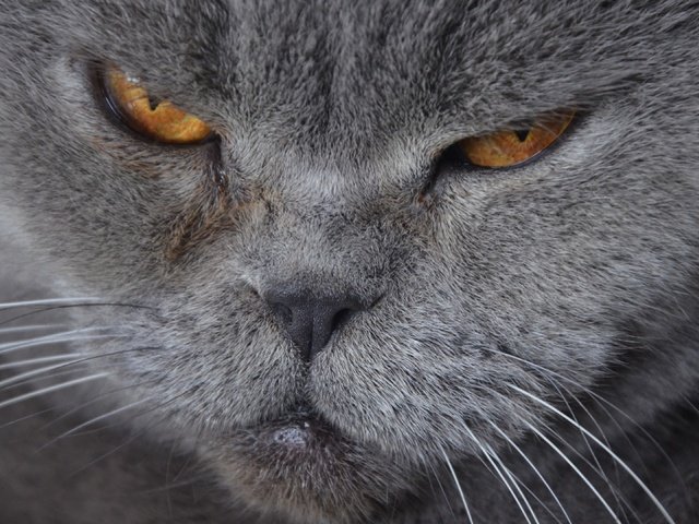 Обои морда, кот, усы, кошка, британская короткошерстная, face, cat, mustache, british shorthair разрешение 3840x2160 Загрузить