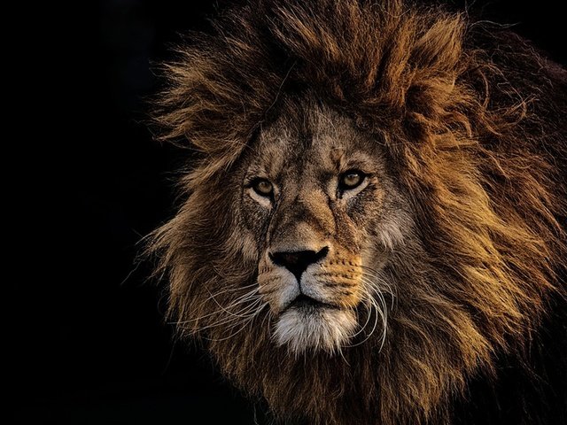 Обои морда, хищник, черный фон, лев, грива, львёнок, царь зверей, face, predator, black background, leo, mane, lion, the king of beasts разрешение 1920x1080 Загрузить