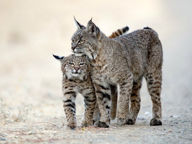 Обои рысь, хищник, животное, две рыси, lynx, predator, animal, two lynx разрешение 3000x2000 Загрузить