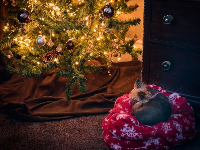 Обои новый год, йоркширский терьер, елка, хвоя, собака, плед, рождество, елочные игрушки, комод, new year, yorkshire terrier, tree, needles, dog, plaid, christmas, christmas decorations, chest разрешение 6249x4166 Загрузить
