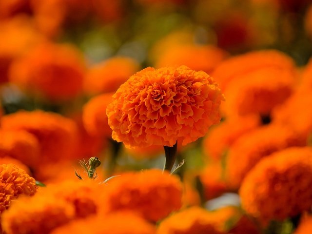 Обои цветы, сад, много, оранжевые, клумба, боке, бархатцы, flowers, garden, a lot, orange, flowerbed, bokeh, marigolds разрешение 3840x2160 Загрузить