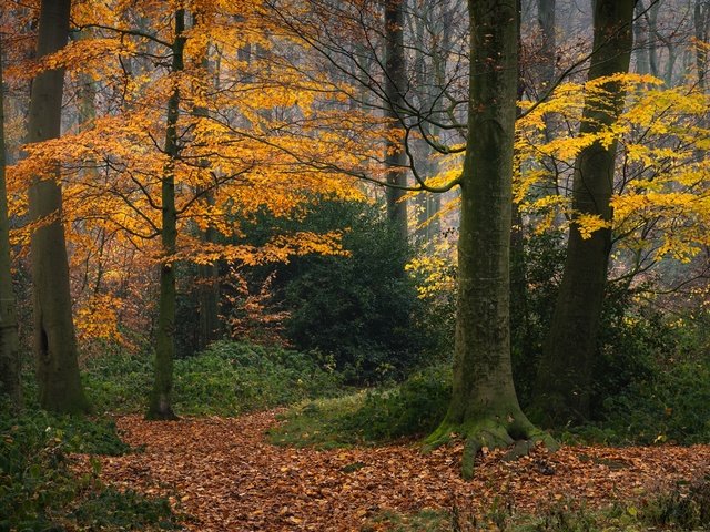 Обои деревья, лес, осень, германия, опавшая листва, trees, forest, autumn, germany, fallen leaves разрешение 2048x1152 Загрузить