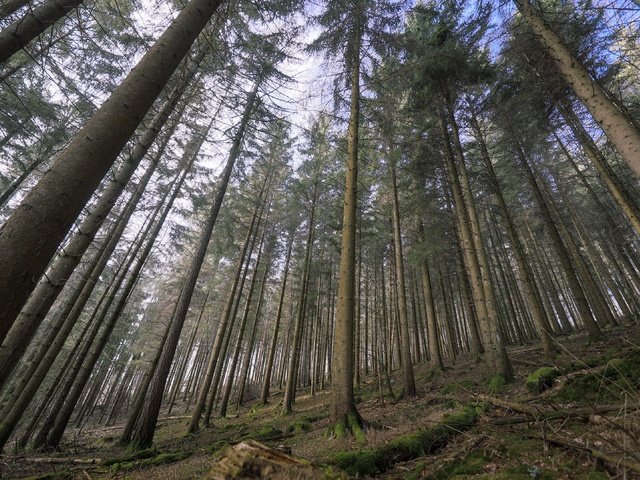 Обои деревья, природа, лес, trees, nature, forest разрешение 3840x2160 Загрузить