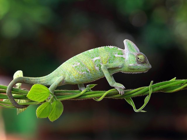 Обои природа, хамелеон, индонезия, nature, chameleon, indonesia разрешение 5174x2910 Загрузить