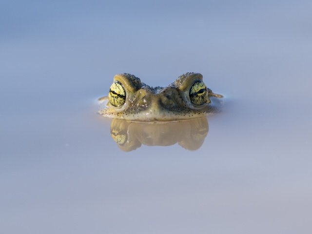 Обои глаза, природа, отражение, лягушка, лужа, eyes, nature, reflection, frog, puddle разрешение 3840x2160 Загрузить