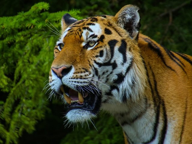 Обои тигр, морда, хвоя, портрет, ветки, пасть, tiger, face, needles, portrait, branches, mouth разрешение 2880x1620 Загрузить