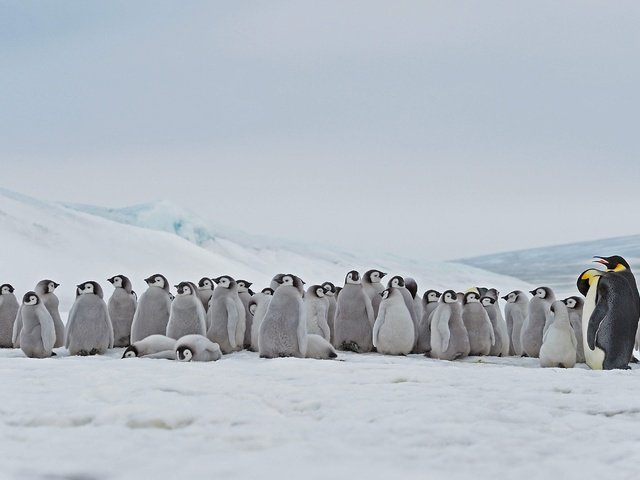 Обои антарктика, птенцы, императорский пингвин, antarctica, chicks, emperor penguin разрешение 4918x2766 Загрузить