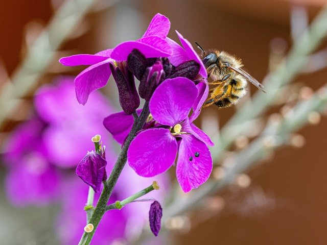 Обои цветы, пчела, flowers, bee разрешение 2880x1920 Загрузить