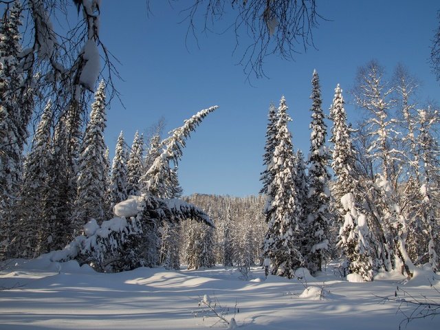Обои деревья, снег, лес, зима, россия, ели, тайга, сибирь, trees, snow, forest, winter, russia, ate, taiga, siberia разрешение 2500x1667 Загрузить
