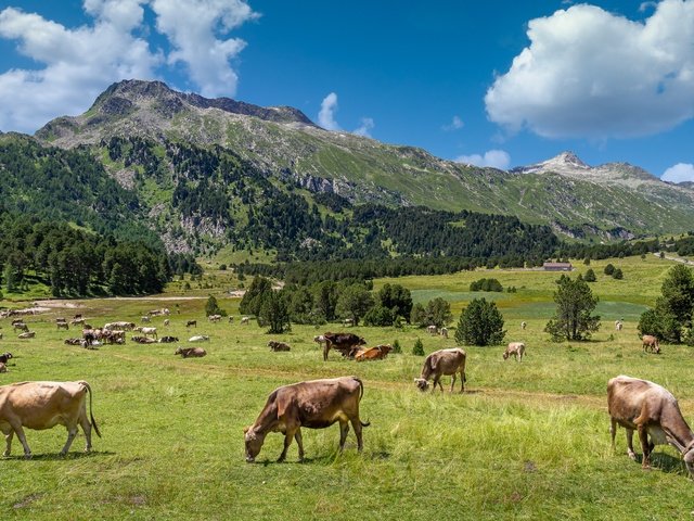 Обои горы, зелень, пастбище, альпы, стадо, коровы, mountains, greens, pasture, alps, the herd, cows разрешение 3000x1688 Загрузить