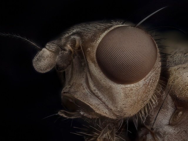 Обои природа, насекомое, nature, insect разрешение 1920x1080 Загрузить