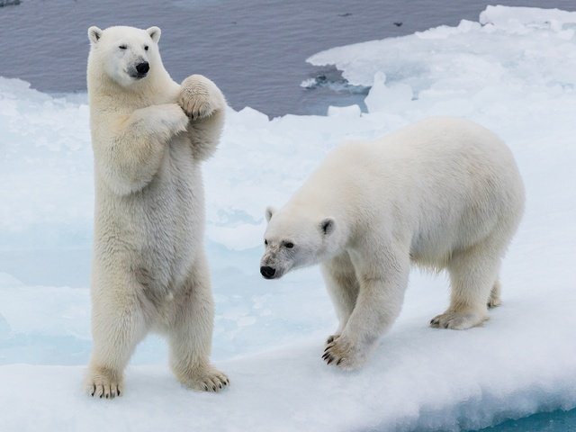 Обои снег, зима, лёд, льдины, медведи, стойка, белые медведи, два медведя, snow, winter, ice, bears, stand, polar bears, two bears разрешение 3840x2289 Загрузить
