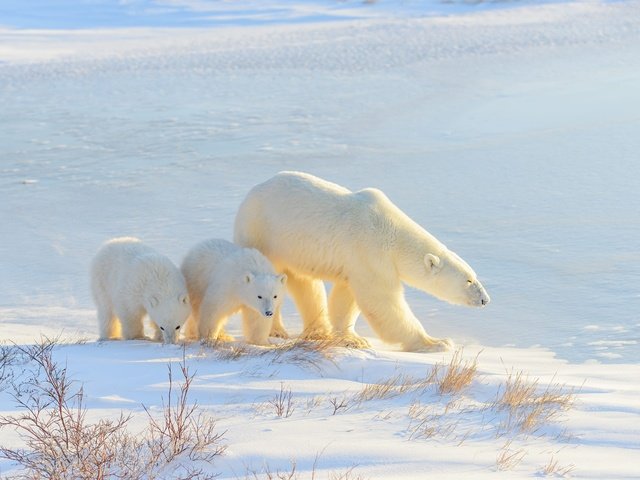 Обои свет, белый медведь, снег, медвежонок, зима, медведь, прогулка, малыши, тени, медведи, light, polar bear, snow, winter, bear, walk, kids, shadows, bears разрешение 2000x1335 Загрузить